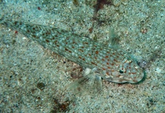 Istigobius decoratus