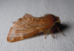 Ptilophora plumigera