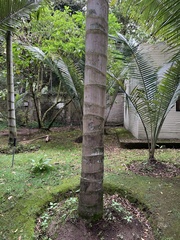 Ceroxylon echinulatum