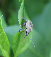 Otiorhynchus armadillo