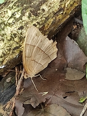 Taygetis rufomarginata