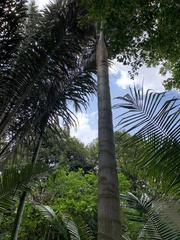 Ceroxylon echinulatum