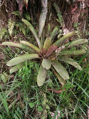 Guzmania gloriosa
