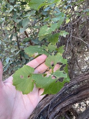 Vitis arizonica