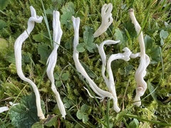 Clavulina rugosa