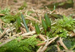 Buxbaumia viridis