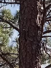 Dryobates borealis