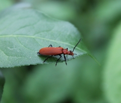 Pyrochroa serraticornis