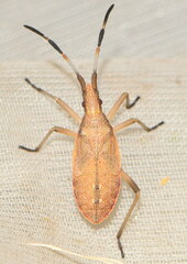 Dicranocephalus