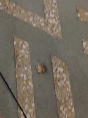 Pelophylax ridibundus