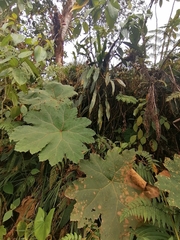 Gunnera