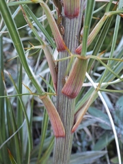 Aciphylla crenulata