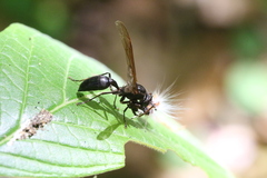 Vespidae