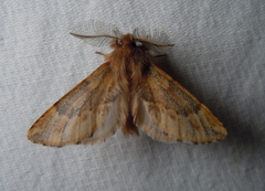 Ptilophora plumigera