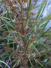 Aciphylla crenulata