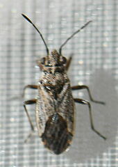 Nysius
