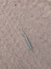 Scolopendridae