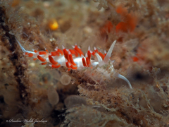Flabellina dushia