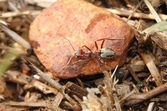 Anoplolepis custodiens