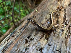 Plethodon