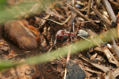 Anoplolepis custodiens