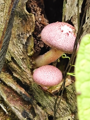 Corynaea