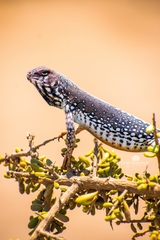 Dipsosaurus dorsalis