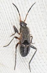 Rhyparochromidae