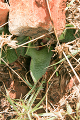 Ledebouria