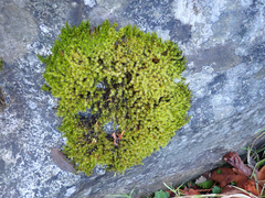 Racomitrium elongatum