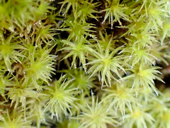 Racomitrium elongatum