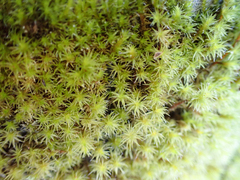 Racomitrium elongatum