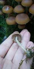 Kuehneromyces