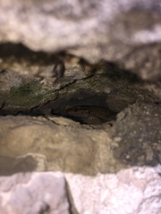 Podarcis siculus campestris