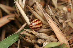 Calotheca