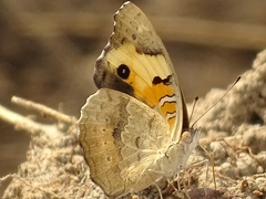 Junonia orithya