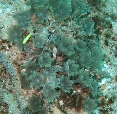 Clavularia