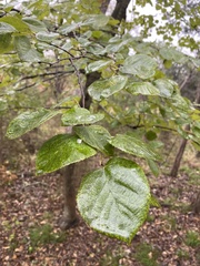 Fraxinus albicans