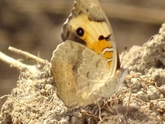 Junonia orithya