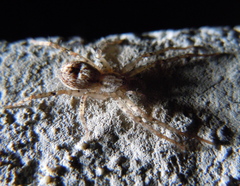 Anyphaena accentuata