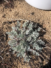 Eschscholzia californica