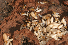 Camponotus maculatus