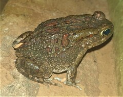Sclerophrys garmani