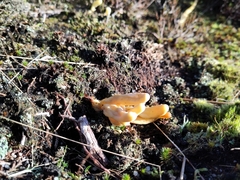 Clavaria argillacea