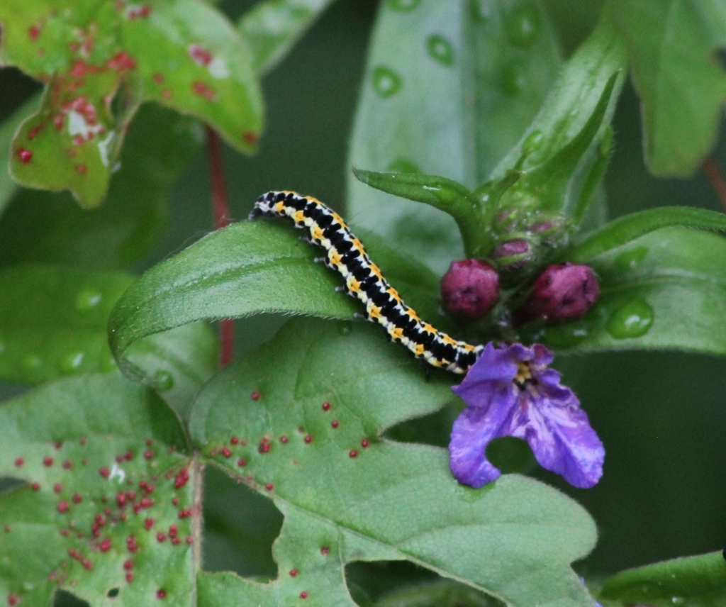 Striped Ermel