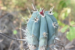 Pachycereus tepamo