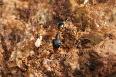 Camponotus maculatus