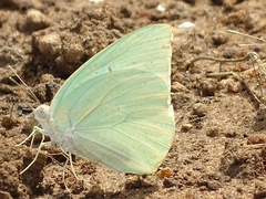 Catopsilia florella