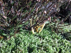 Clavaria argillacea