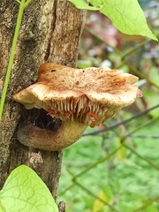 Gymnopilus luteofolius